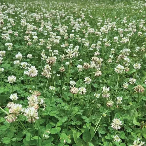 1-000-sq-ft-micro-clover-seed-pouch 1,000 Sq Ft Micro Clover Seed Pouch