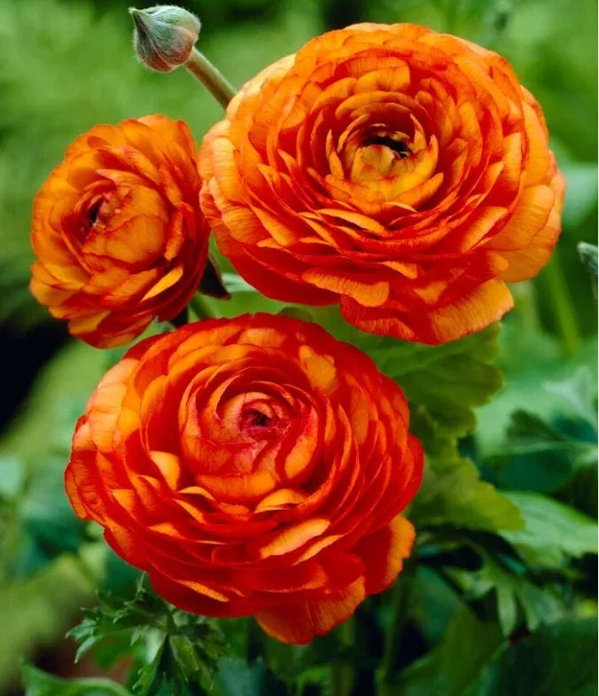 10-orange-ranunculus-bulbs-vibrant-shade-flowers-garden-pots 10 Orange Ranunculus Bulbs – Vibrant Shade Flowers for Garden & Pots