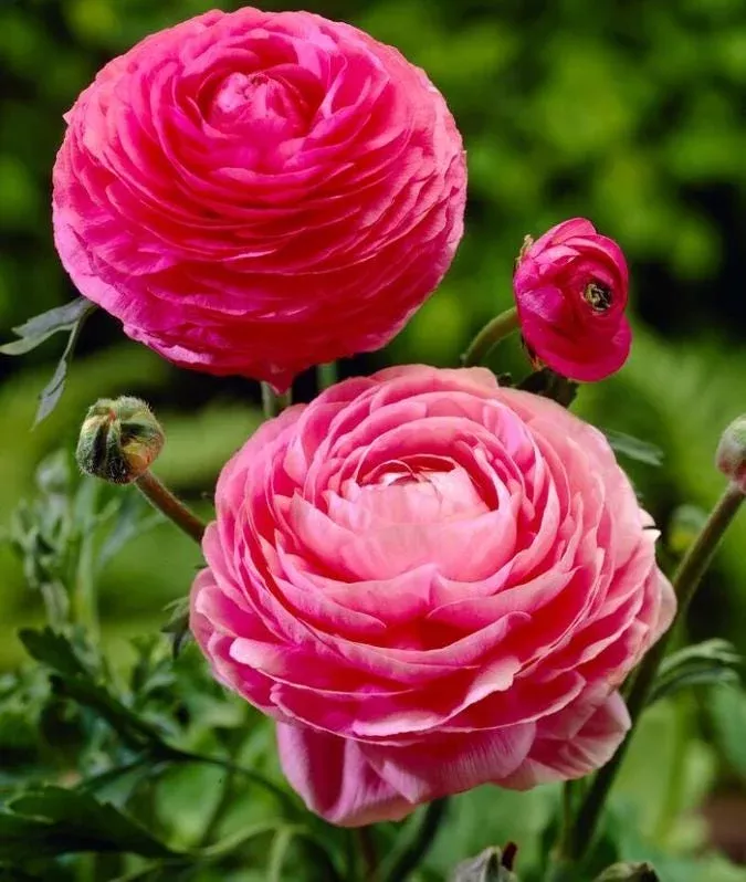 10-pink-ranunculus-flower-bulbs-jumbo-size-garden-planting 10 Pink Ranunculus Flower Bulbs – Jumbo Size for Garden Planting