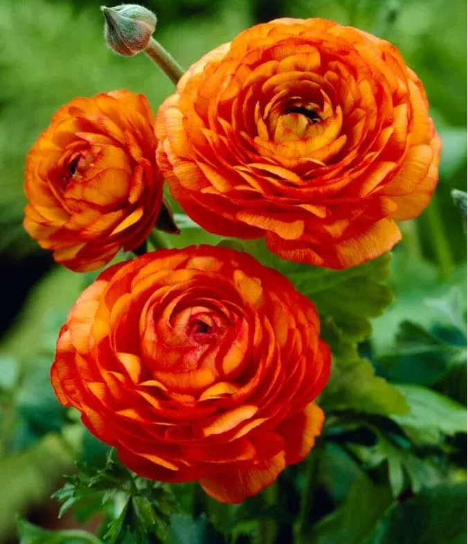 10-ranunculus-orange-shade-flower-bulbs-jumbo-size-perennial 10 Ranunculus Orange Shade Flower Bulbs – Jumbo Size – Perennial