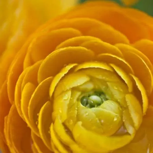 10-ranunculus-yellow-shade-flower-bulbs-jumbo-size-outdoor-perennial 10 Ranunculus Yellow Shade Flower Bulbs – Jumbo Size – Outdoor Perennial