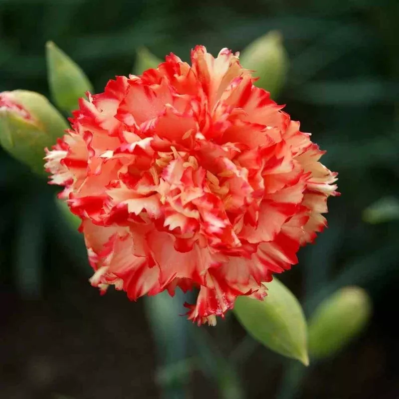 100-chabaud-carnation-seeds-dianthus-flowers-perennial 100 Chabaud Carnation Seeds – Dianthus Flowers Perennial