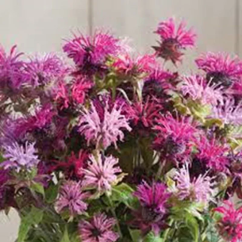 100-double-mix-bee-balm-seeds-attracts-hummingbirds-perennial 100 Double Mix Bee Balm Seeds – Attracts Hummingbirds, Perennial