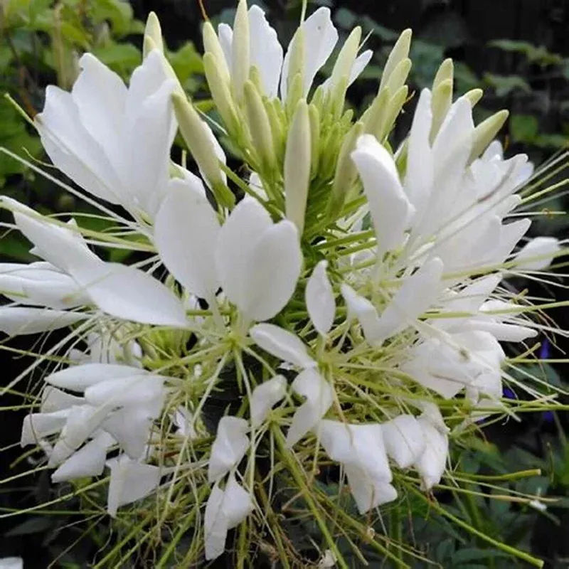100-white-queen-spider-flower-seeds-clome-spinosa-perennial 100 White Queen Spider Flower Seeds – Clome Spinosa Perennial