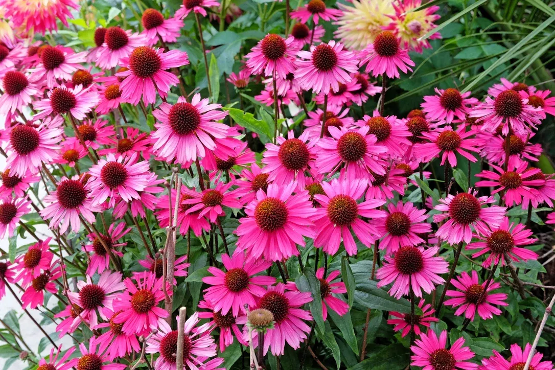 1000-bulk-bright-star-coneflower-echinacea-purpurea-lavender-bright-rose-pink-fl 1000 Bulk BRIGHT STAR CONEFLOWER Echinacea Purpurea Lavender Bright Rose Pink Flower Seeds