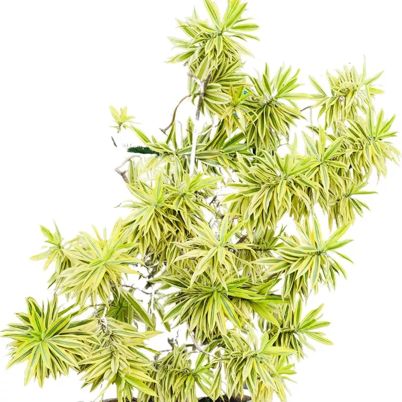 10in-14in-dracaena-song-india 10in-14in Dracaena Song of India