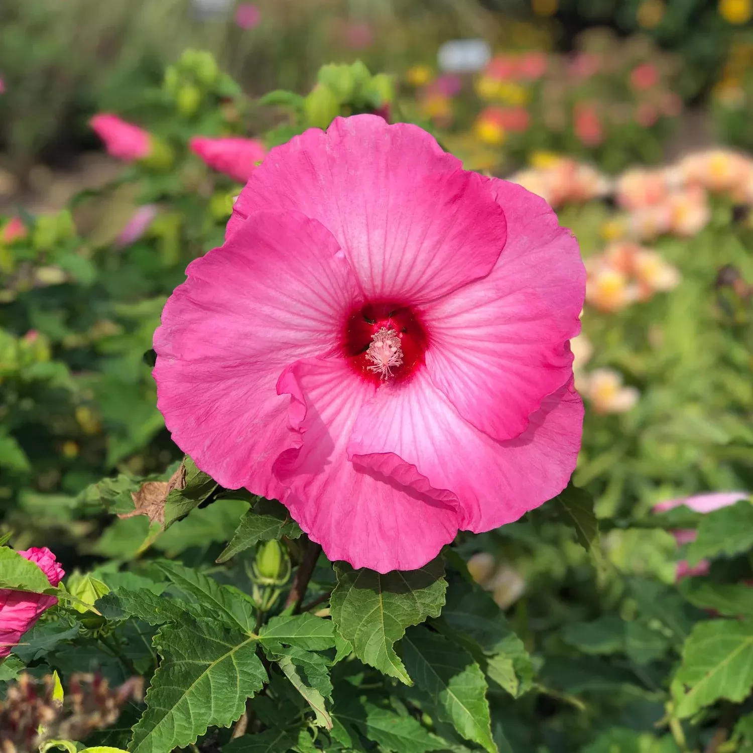 airbrush-effect-rose-mallow-hibiscus 'Airbrush Effect' Rose Mallow (Hibiscus)