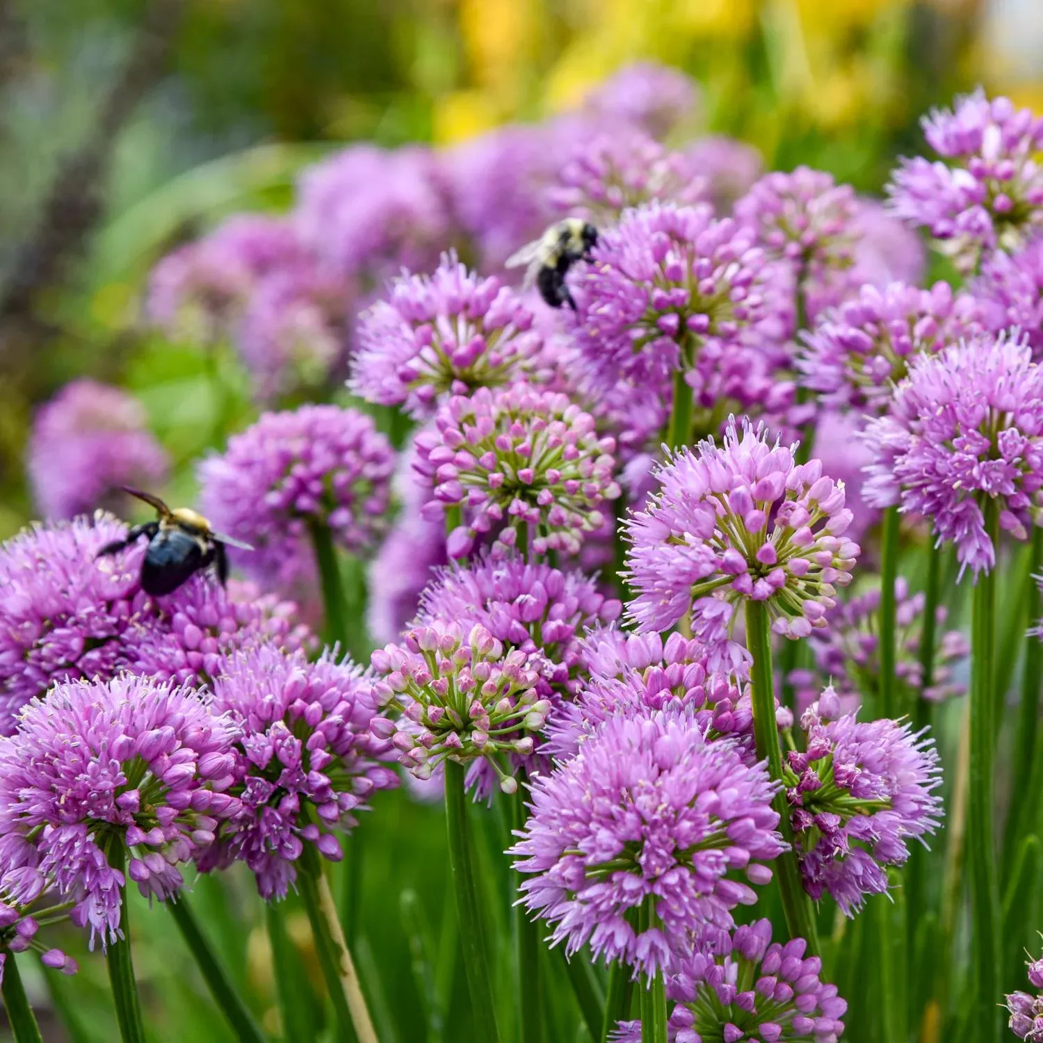 all-buzz-allium 'All The Buzz' Allium