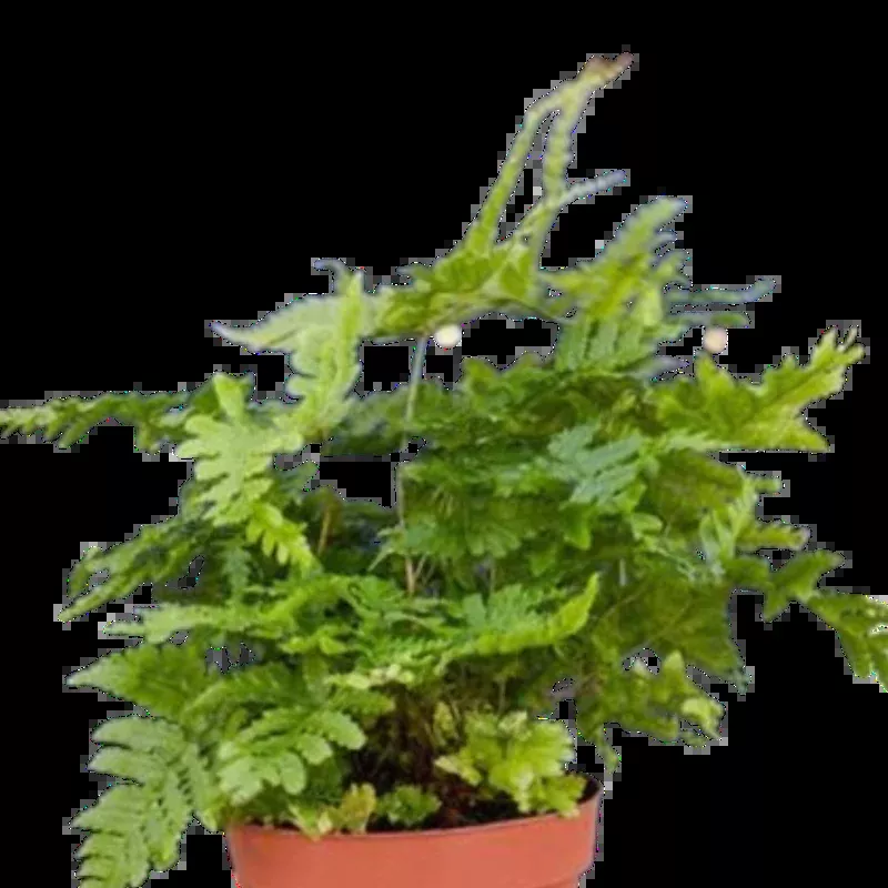 autumn-fern-4-pot-nursery-pot-only 'Autumn' Fern - 4" Pot - NURSERY POT ONLY