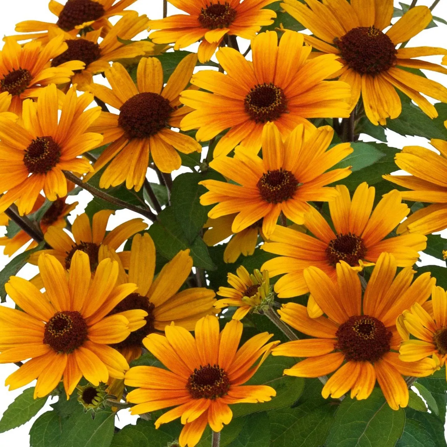 bacio-del-sole-false-sunflower-heliopsis 'Bacio Del Sole' False Sunflower (Heliopsis)
