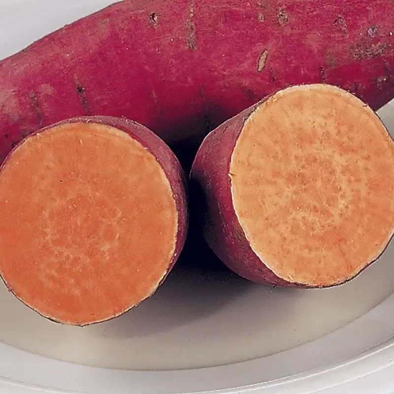 beauregard-sweet-potato-slips ‘Beauregard’ Sweet Potato Slips