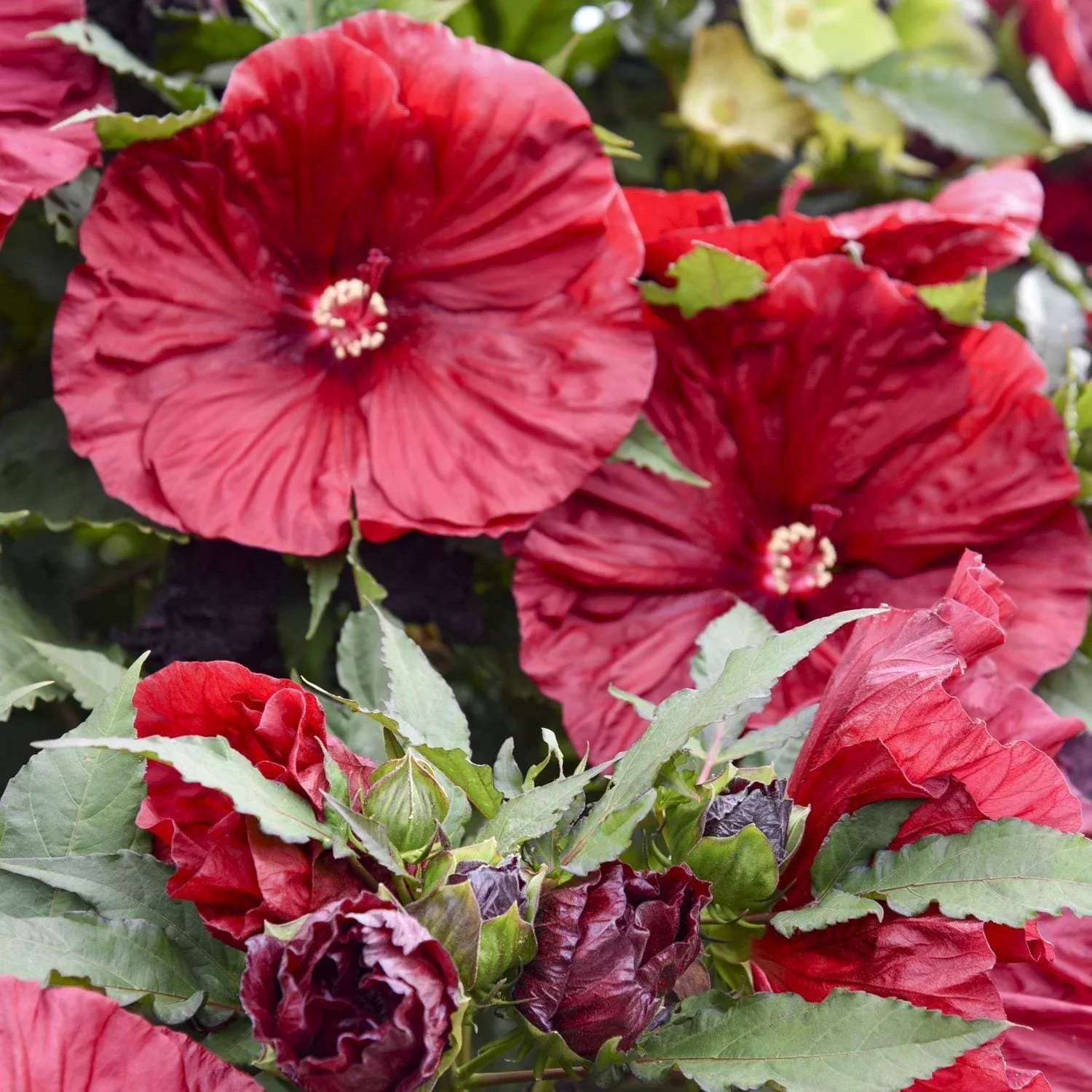 blackberry-merlot-rose-mallow-hibiscus 'Blackberry Merlot' Rose Mallow (Hibiscus)