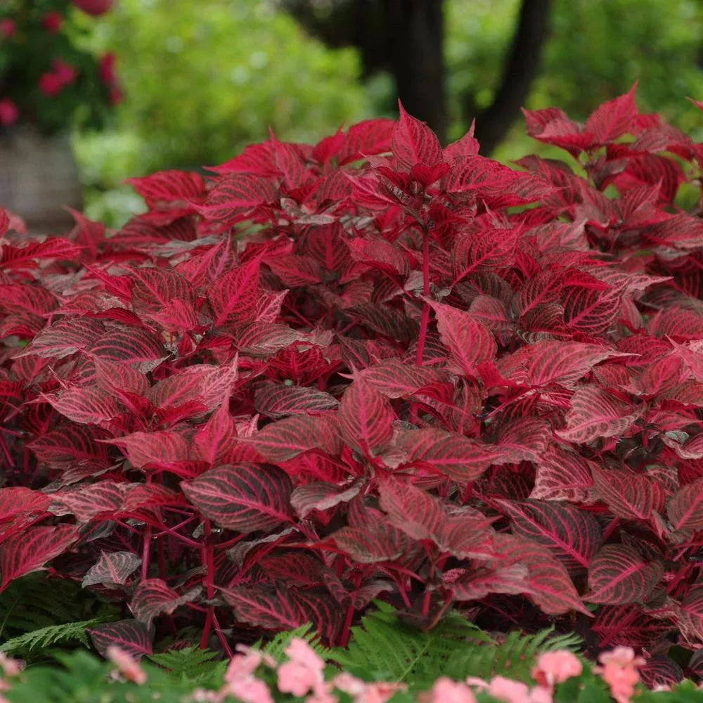 blazin-rose-blood-leaf-iresine 'Blazin' Rose' Blood Leaf (Iresine)