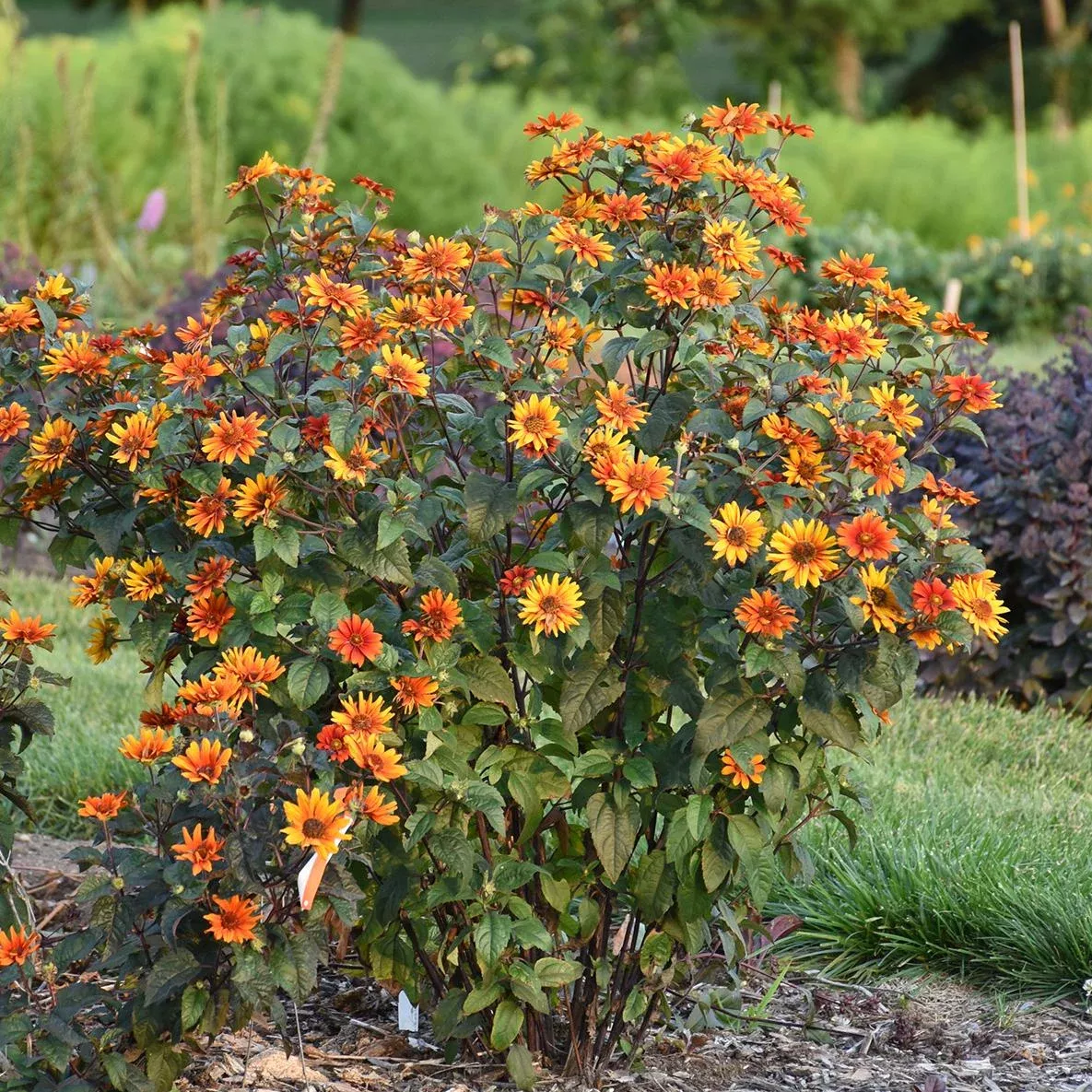 bleeding-hearts-false-sunflower-heliopsis 'Bleeding Hearts' False Sunflower (Heliopsis)