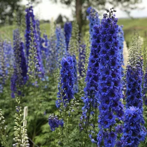 blue-buccaneers-hybrid-bee-delphinium 'Blue Buccaneers' Hybrid Bee Delphinium