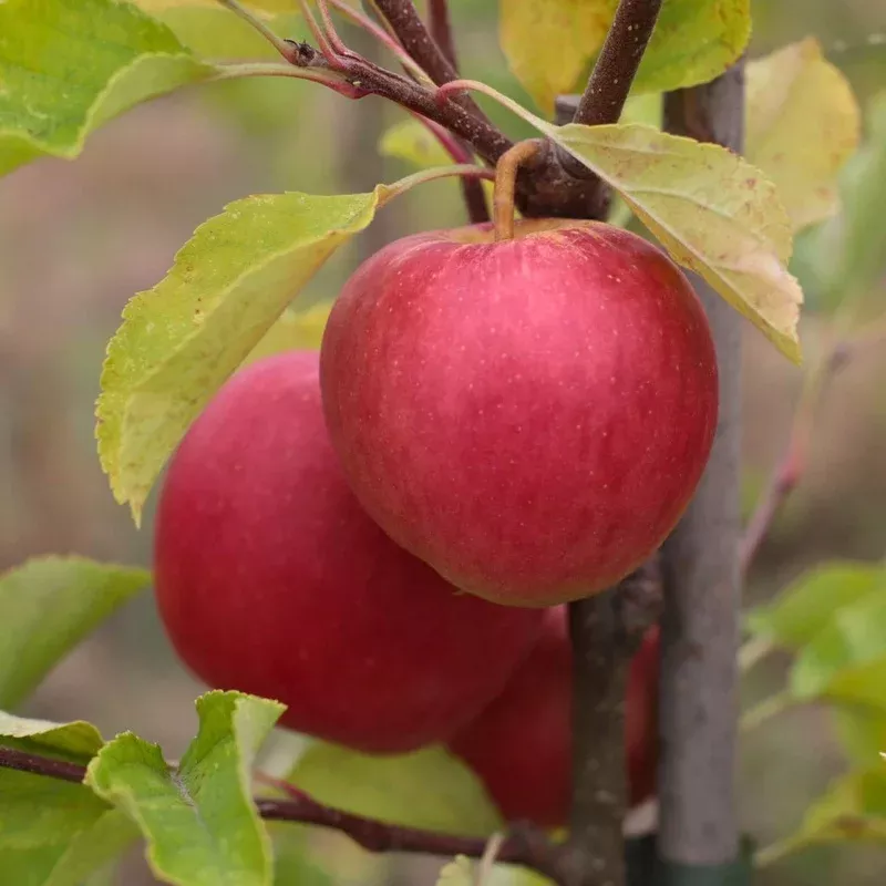 braeburn-hillwell-apple-tree ‘Braeburn Hillwell’ Apple Tree