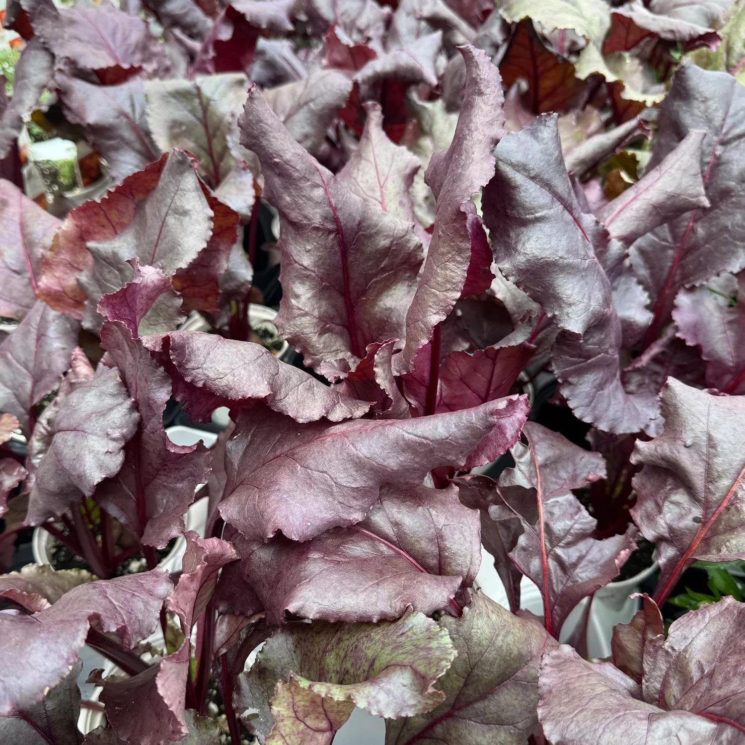 bull-s-blood-beet-beta 'Bull's Blood' Beet (Beta)