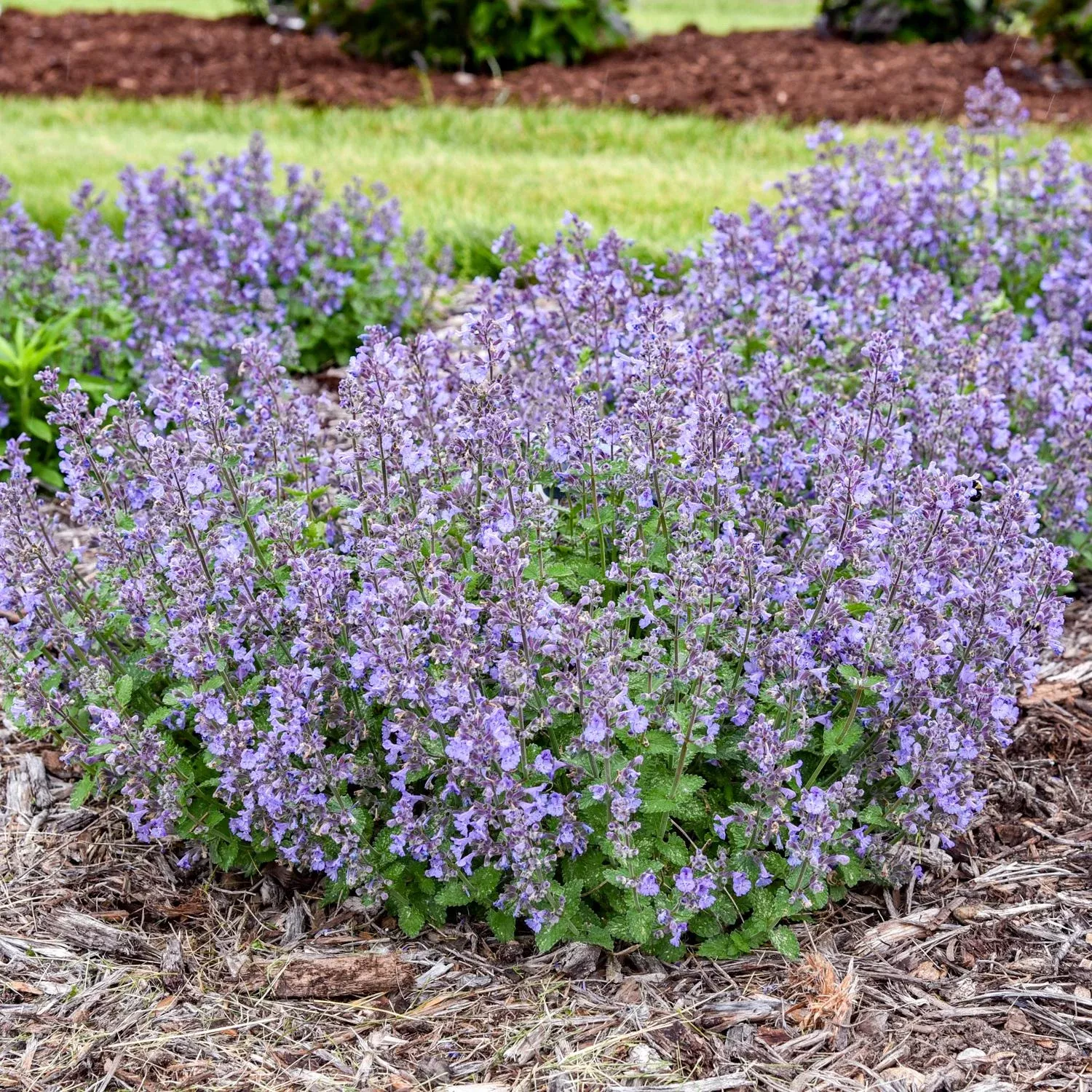catwalk-queen-catmint-nepeta 'Catwalk Queen' Catmint (Nepeta)
