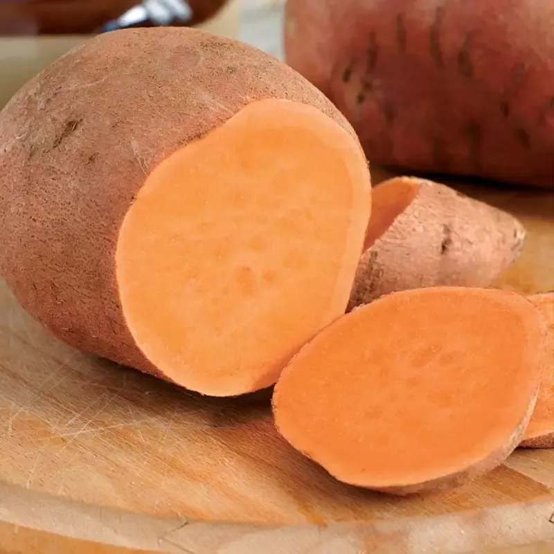 centennial-sweet-potato-slips ‘Centennial’ Sweet Potato Slips