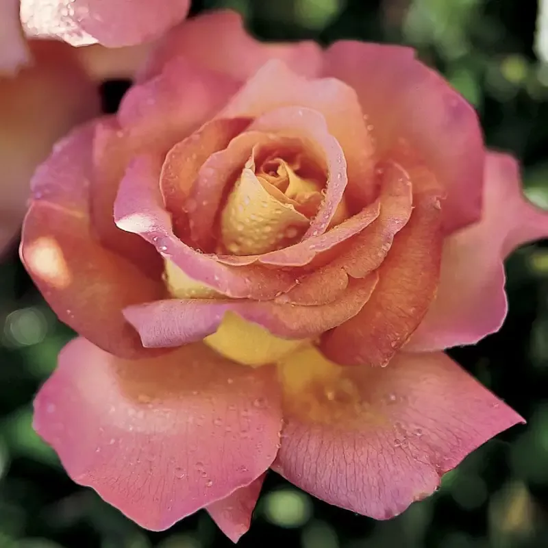 chicago-peace-hybrid-tea-rose ‘Chicago Peace’ Hybrid Tea Rose