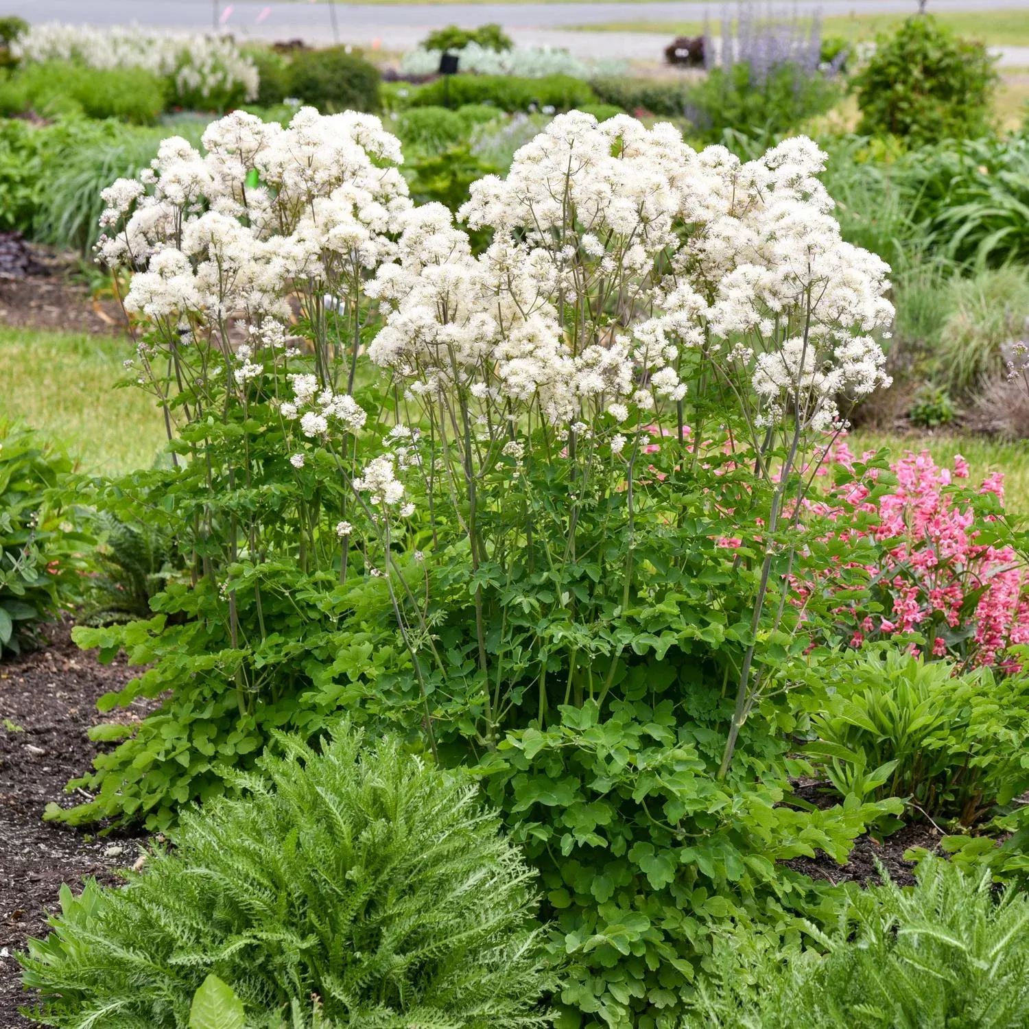 cotton-ball-meadow-rue-thalictrum 'Cotton Ball' Meadow Rue (Thalictrum)