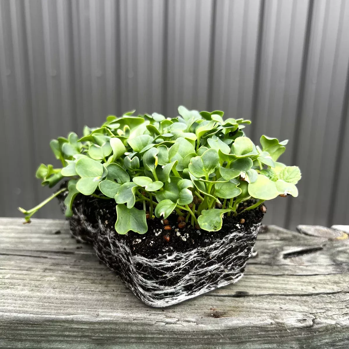 daikon-radish-microgreens Daikon Radish Microgreens