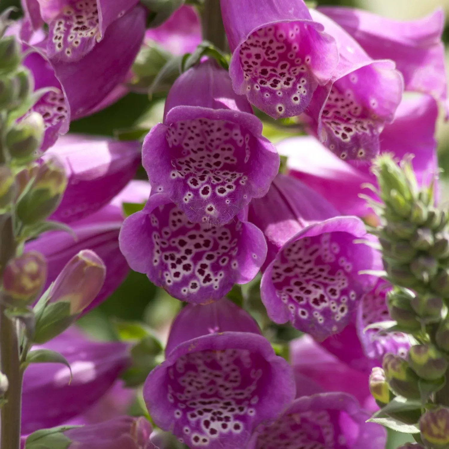 dalmatian-purple-foxglove-digitalis 'Dalmatian Purple' Foxglove (Digitalis)