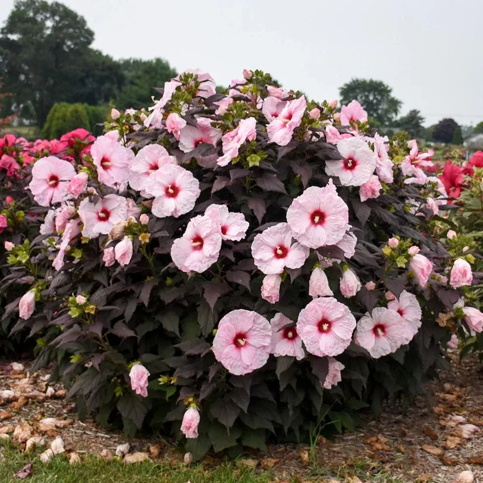 dark-mystery-rose-mallow-hibiscus 'Dark Mystery' Rose Mallow (Hibiscus)