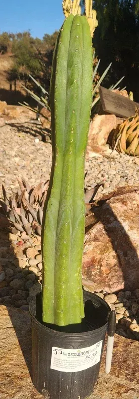 ec122-exact-trichocereus-pachanoi-jiimz-juul-ornamental-cactus-22 #EC122 EXACT Trichocereus Pachanoi Jiimz Juul ornamental cactus 22”