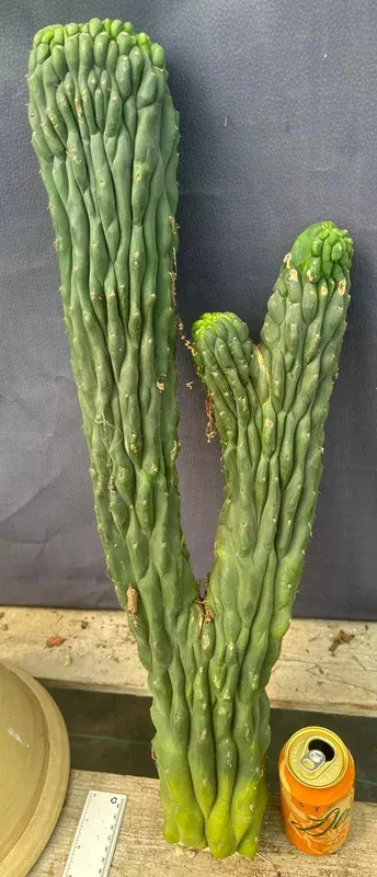 ec126-exact-trichocereus-pachanoi-crested-cactus-cutting-27 #EC126 EXACT Trichocereus Pachanoi Crested Cactus Cutting 27”
