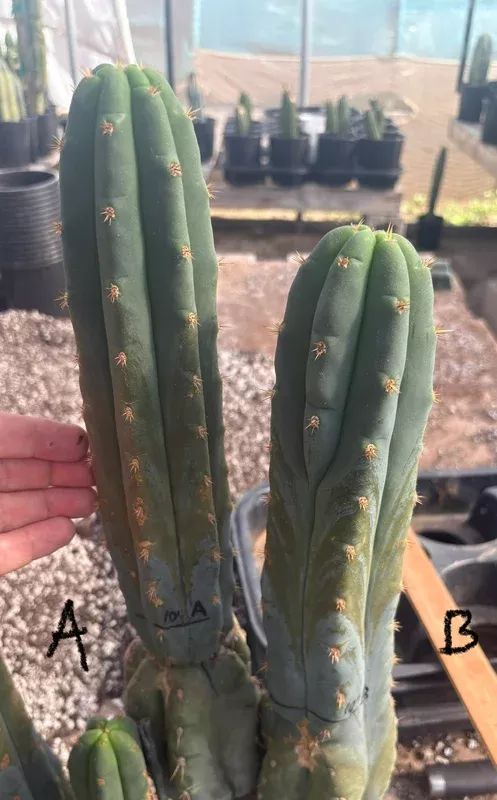 ec247-exact-trichocereus-huanucoensis-jiimz-huanu-p7-cactus-cuttings-10 #EC247 EXACT Trichocereus Huanucoensis Jiimz Huanu/P7 Cactus Cuttings 10”