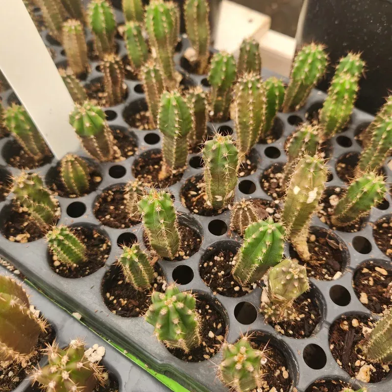 ec249-exact-three-trichocereus-pachanoi-op-seedlings-from-new-zealand-2-3 #EC249 EXACT – THREE Trichocereus Pachanoi OP Seedlings from new Zealand 2-3″