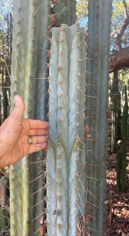 ec386-exact-trichocereus-peruvianus-tssbp-shaq-cactus-15-mid-cutting #EC386 EXACT Trichocereus Peruvianus TSSBP “Shaq” Cactus 15” Mid Cutting