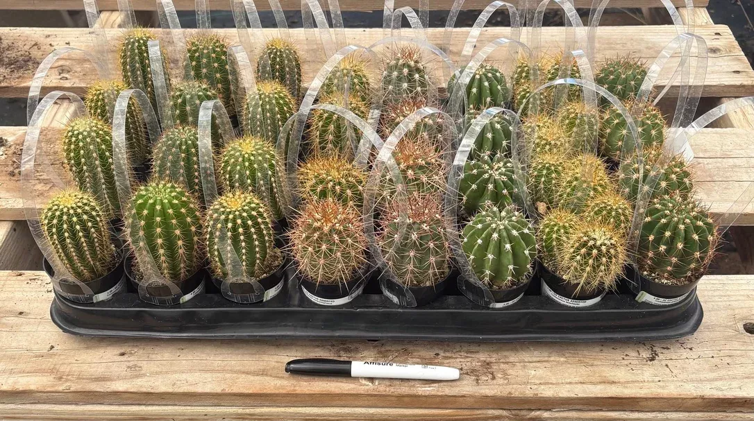 ec387-exact-mixed-bargain-tray-32-trichocereus-in-2-5-containers #EC387 EXACT Mixed Bargain Tray of 32 Trichocereus in 2.5” containers