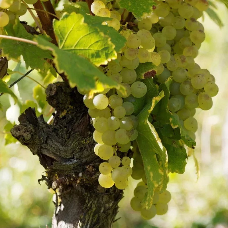 exalta-outdoor-grape-vine ‘Exalta’ Outdoor Grape Vine