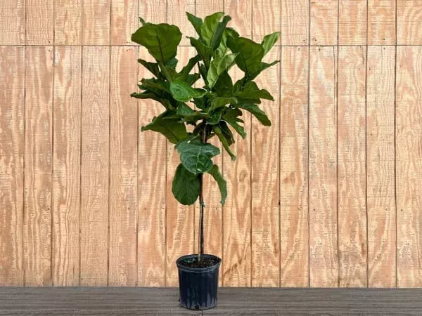ficus-lyrata-standard Ficus Lyrata Standard