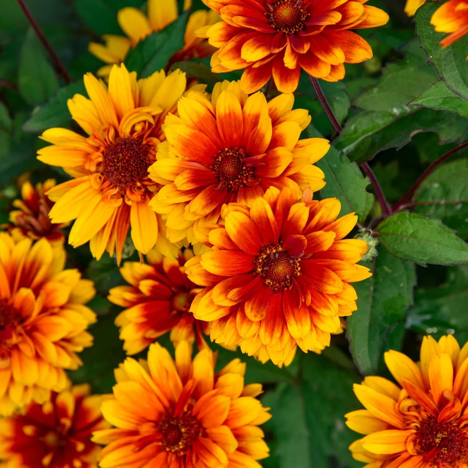 forged-in-fire-false-sunflower-heliopsis 'Forged in Fire' False Sunflower (Heliopsis)