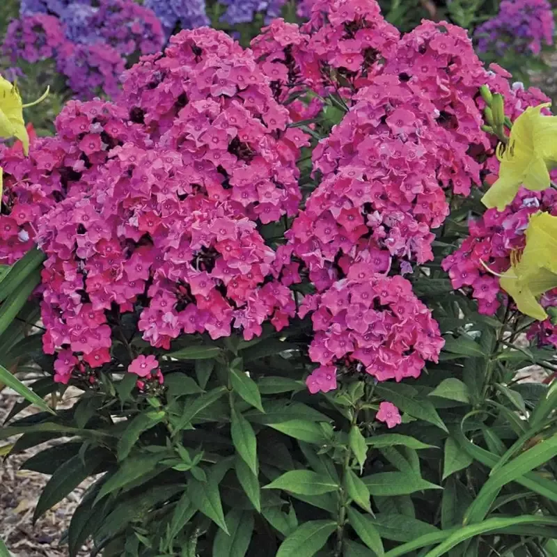 glamour-girl-garden-phlox ‘Glamour Girl’ Garden Phlox