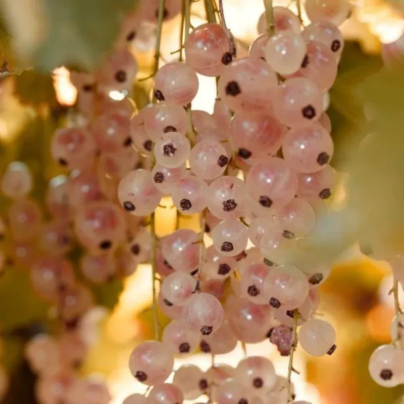 gloire-de-sablons-pink-currant-plant ‘Gloire de Sablons’ Pink Currant Plant