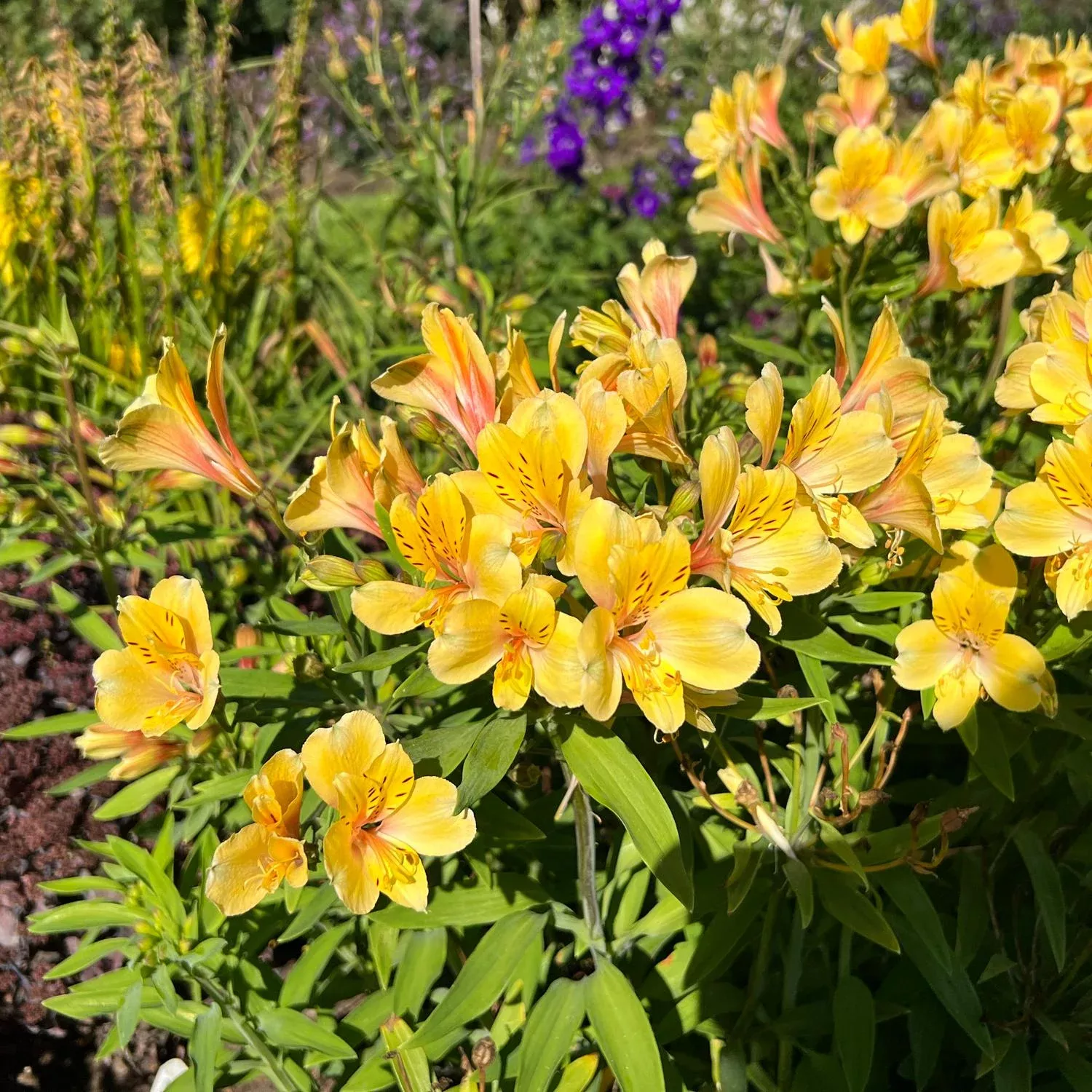 golden-tiara-peruvian-lily-alstroemeria 'Golden Tiara' Peruvian Lily (Alstroemeria)
