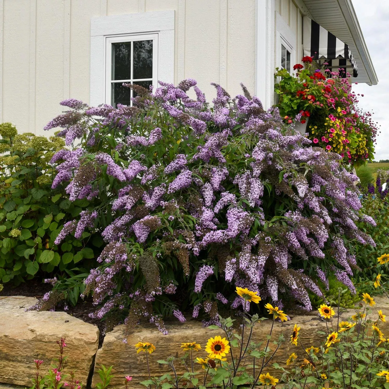 grand-cascade-butterfly-bush-buddleia 'Grand Cascade' Butterfly Bush (Buddleia)