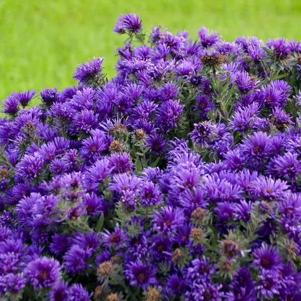 grape-crush-new-england-aster 'Grape Crush' New England Aster
