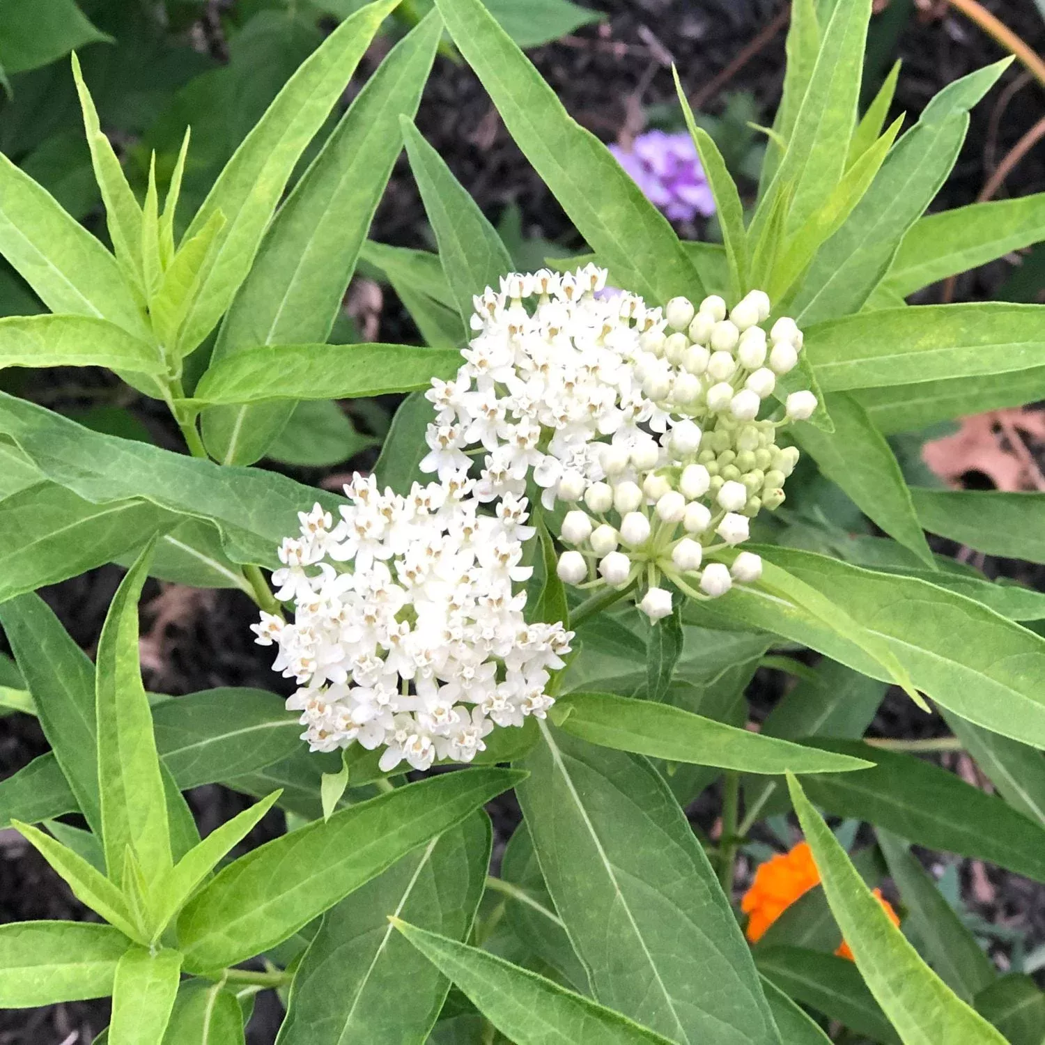 ice-ballet-milkweed-asclepias 'Ice Ballet' Milkweed (Asclepias)