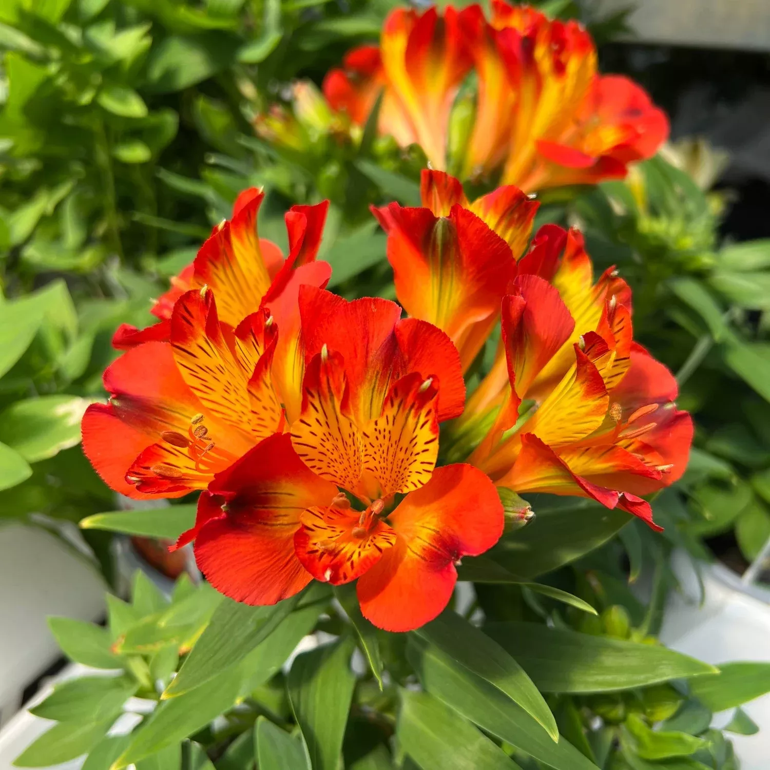 inca-holland-peruvian-lily-alstroemeria 'Inca Holland' Peruvian Lily (Alstroemeria)
