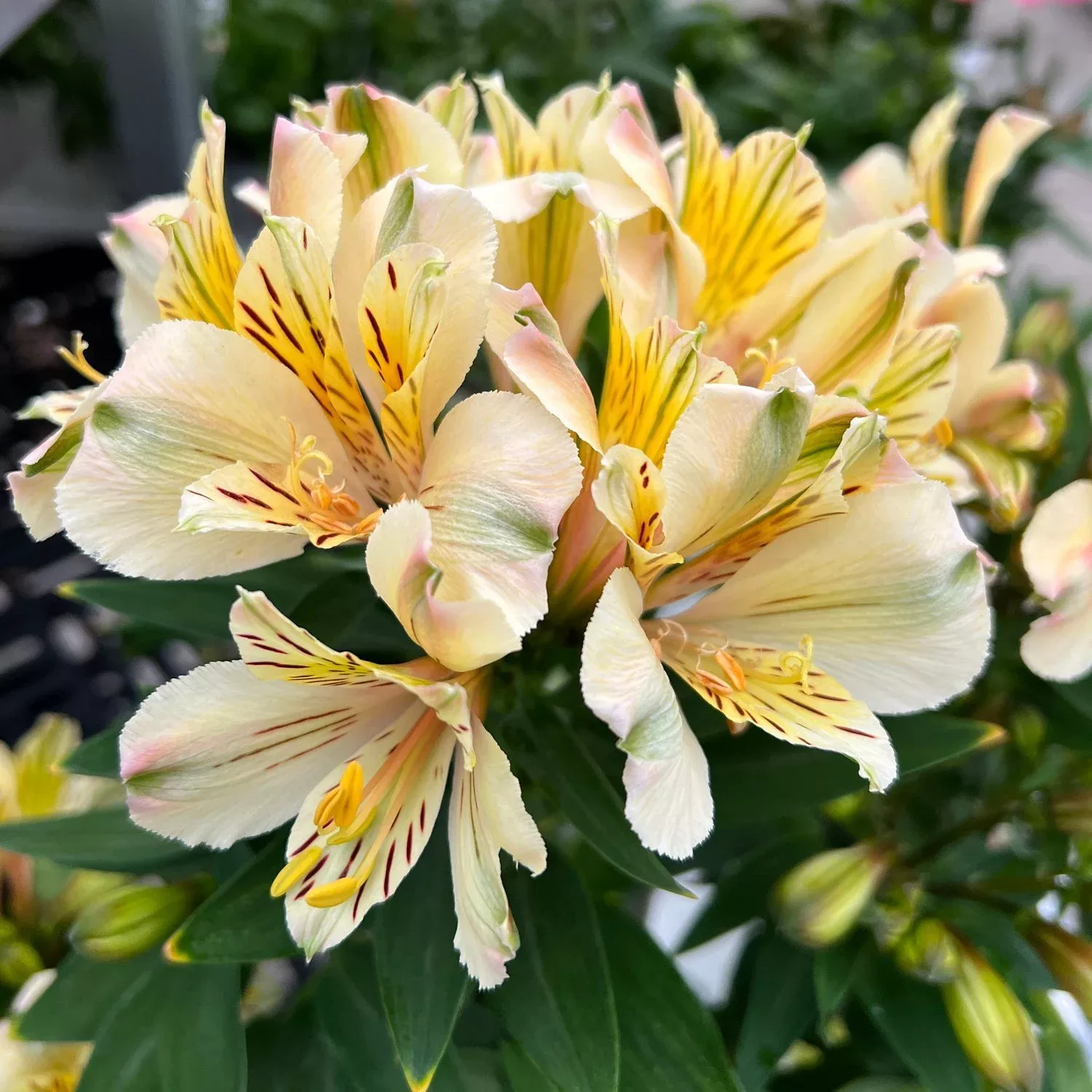 inca-sundance-peruvian-lily-alstroemeria 'Inca Sundance' Peruvian Lily (Alstroemeria)