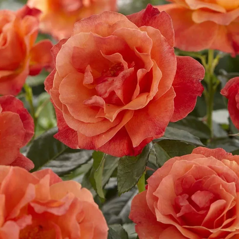 lady-love-hybrid-tea-rose ‘Lady Love’ Hybrid Tea Rose