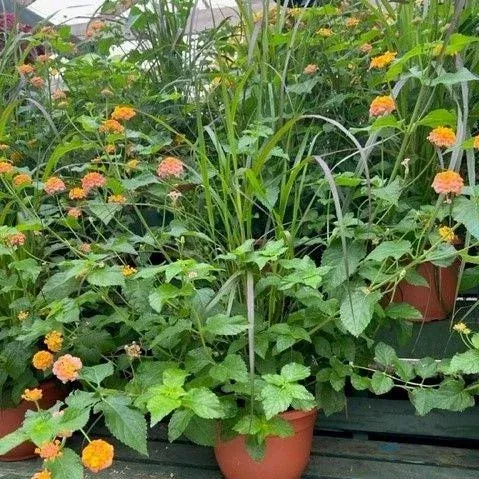 lantana-grass-combo ~ Lantana & Grass Combo