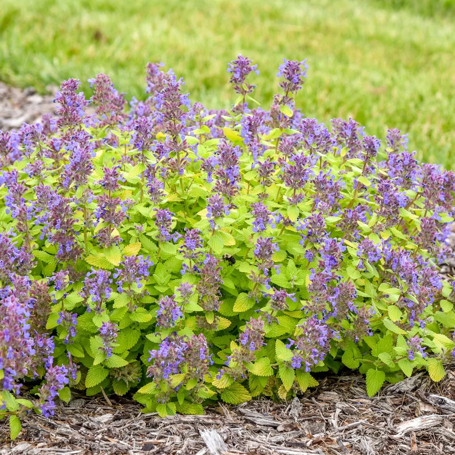 lemon-purrfection-catmint-nepeta 'Lemon Purrfection' Catmint (Nepeta)