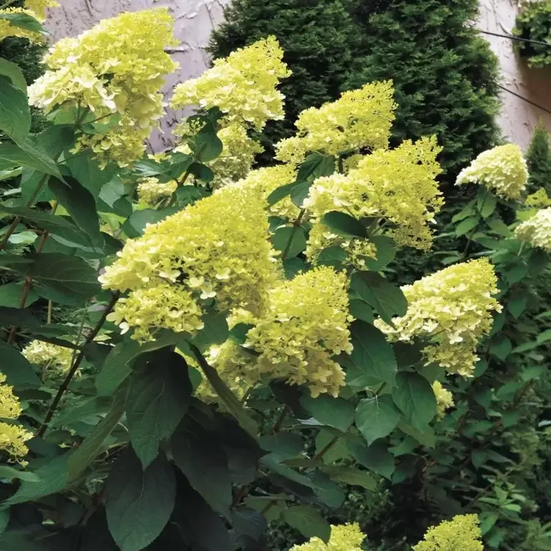 limelight-hydrangea ‘Limelight’ Hydrangea
