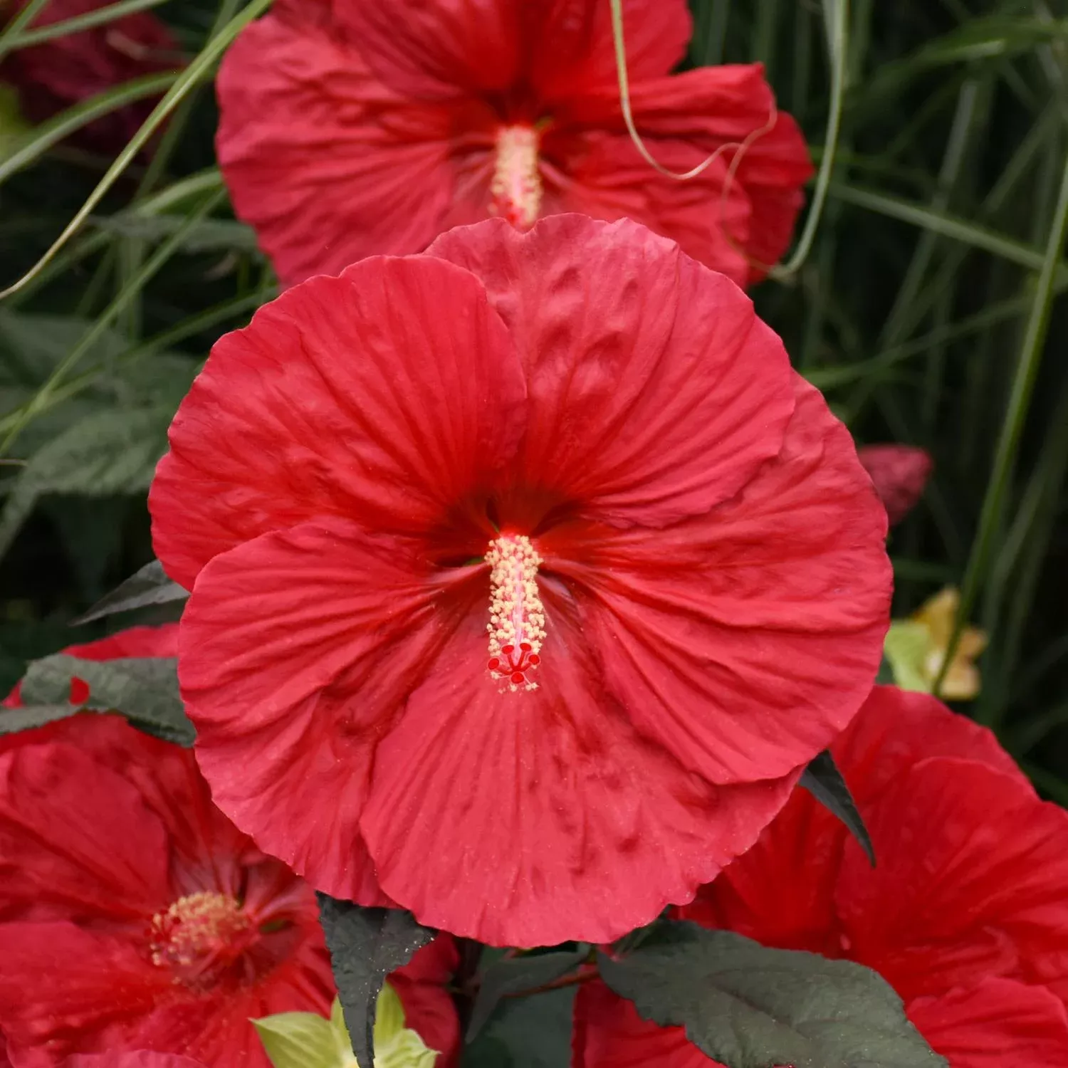 mars-madness-rose-mallow-hibiscus 'Mars Madness' Rose Mallow (Hibiscus)